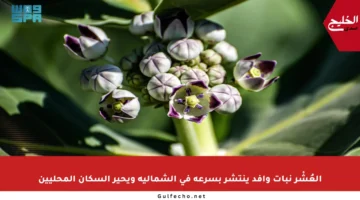 العُشْر نبات وافد ينتشر بسرعة في الشمالية ويحير السكان المحليين